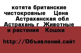 котята британские чистокровные. › Цена ­ 500 - Астраханская обл., Астрахань г. Животные и растения » Кошки   